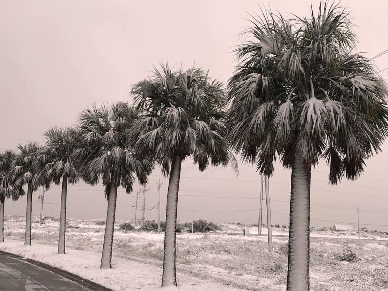 Snow covers the ground and the palm trees in San Antonio, Texas.